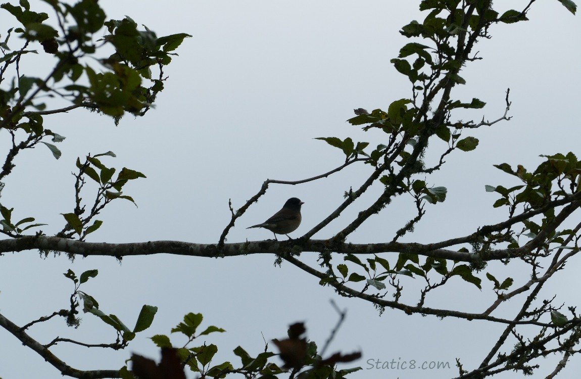 silhouette of a bird on a branch