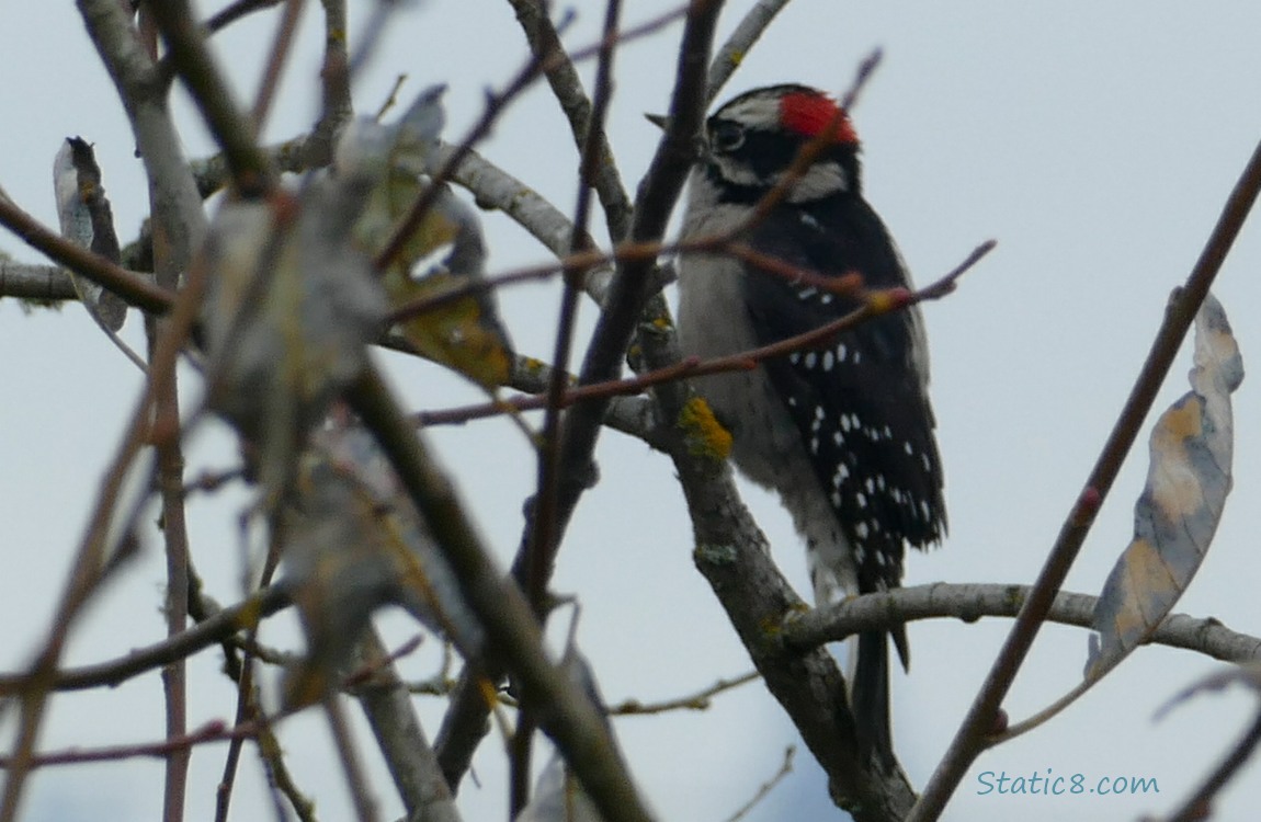 Downy Woodpecker behind sticks