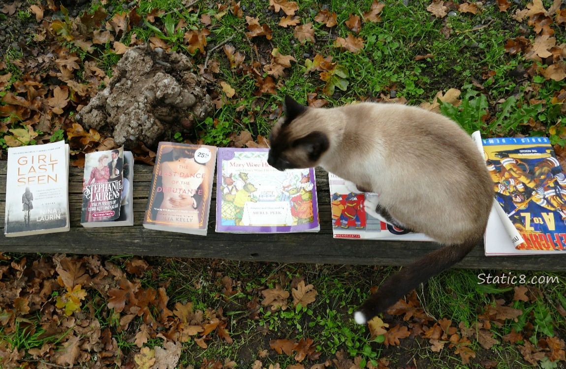 Siamese cat standing on a book