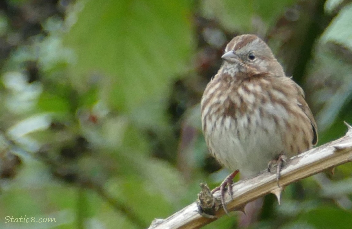 Song Sparrow standing on a blackberry vine