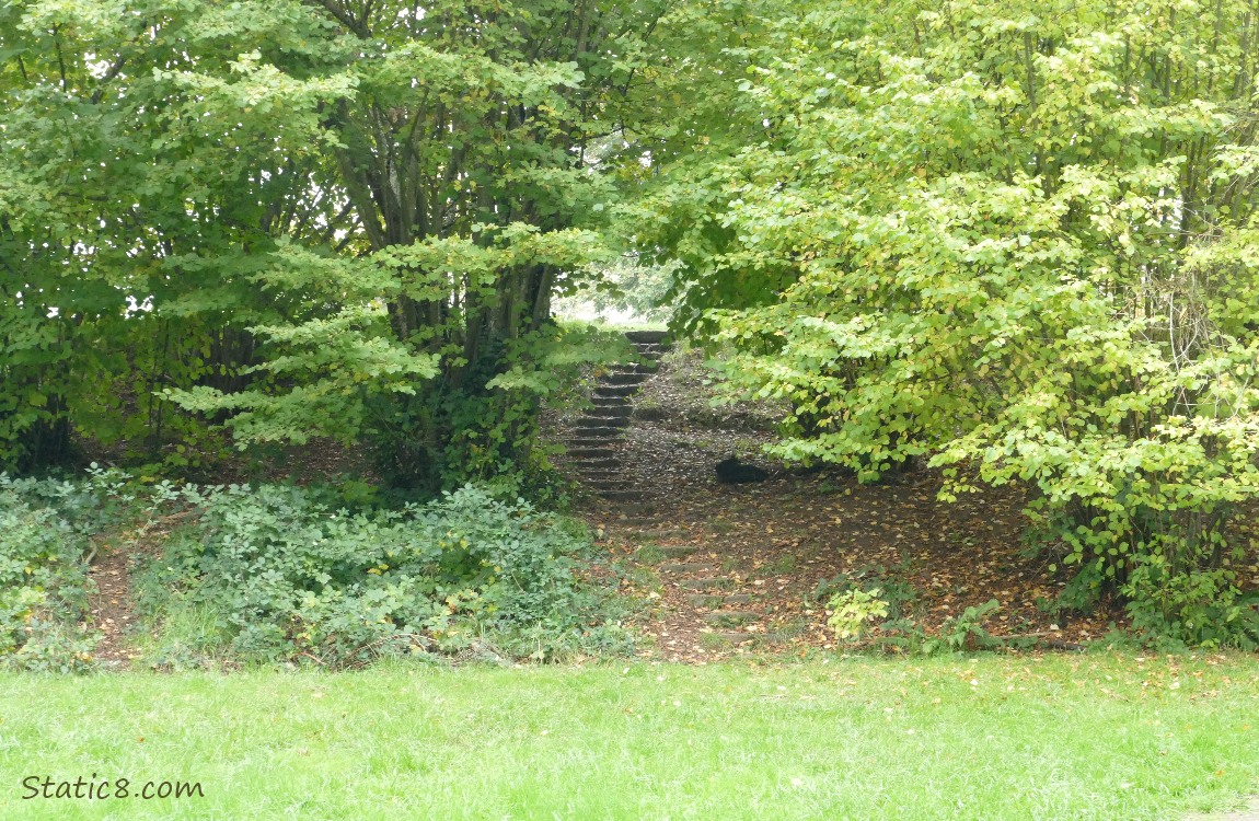stone steps going up from a grassy area thru the trees