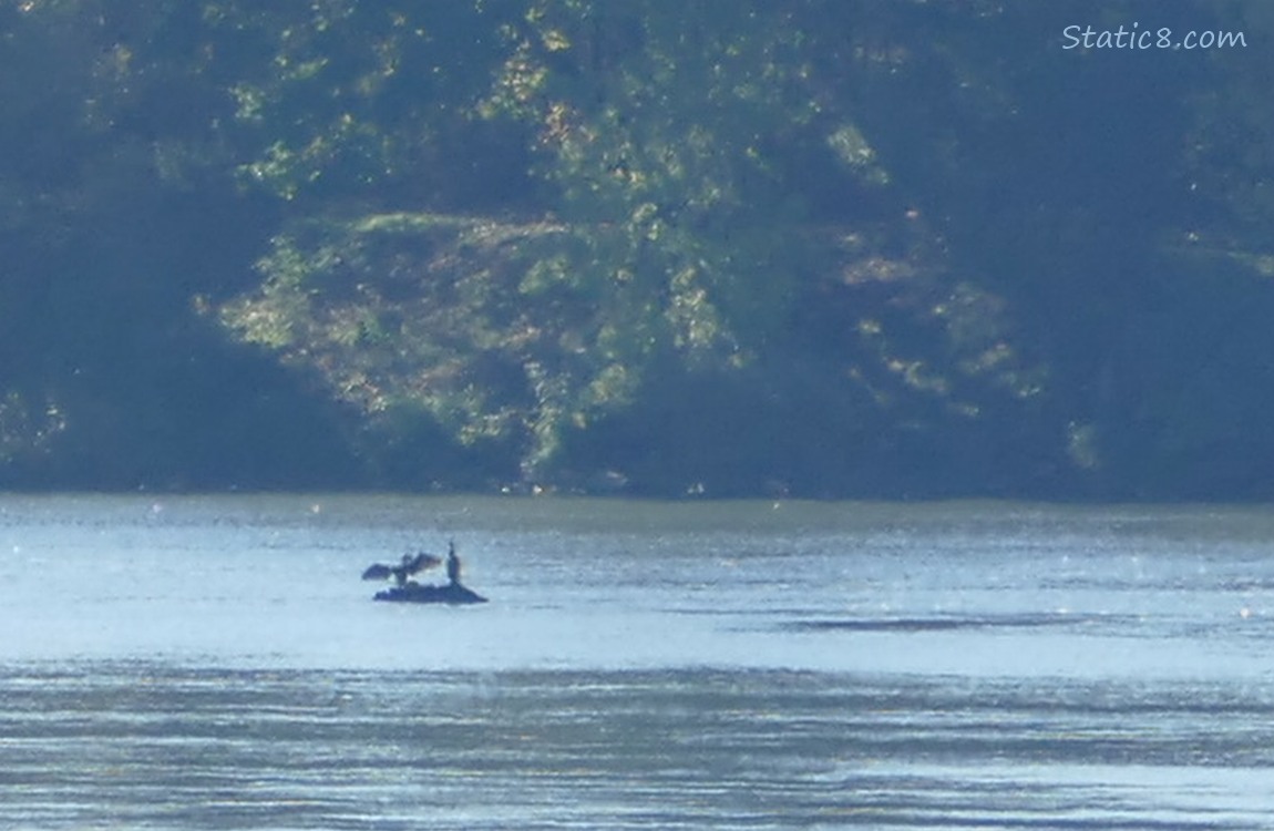 Cormorants sunning on a tiny island in the river
