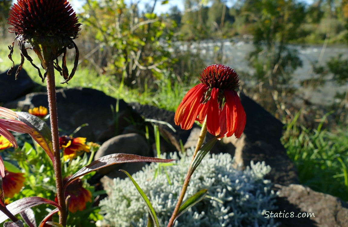 Echinacea bloom and the river in the background