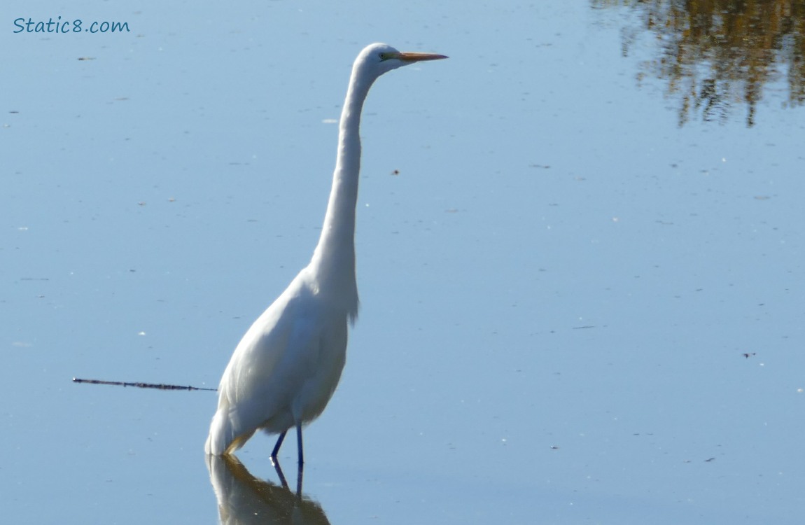 Great Egret standing in water