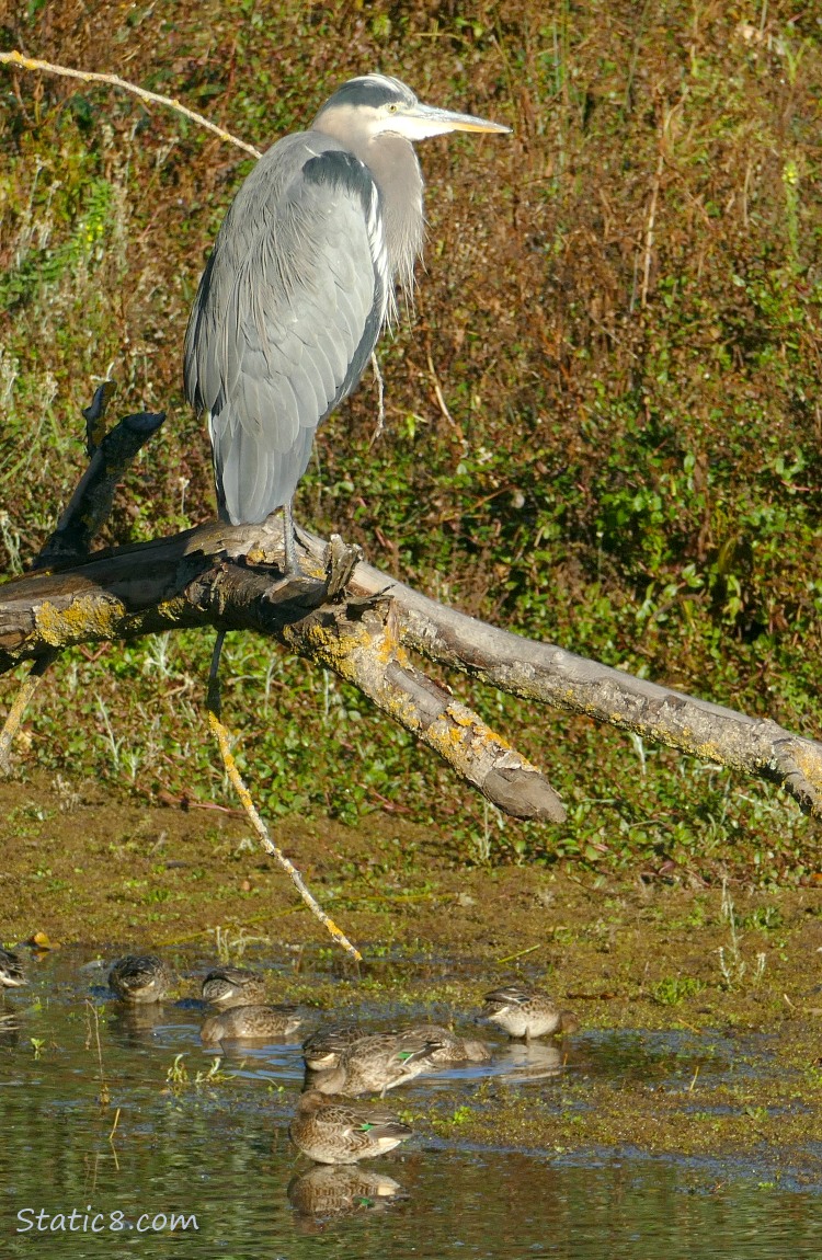 Great Blue Heron standing on a snag over the water, Green Wing Teals in the background