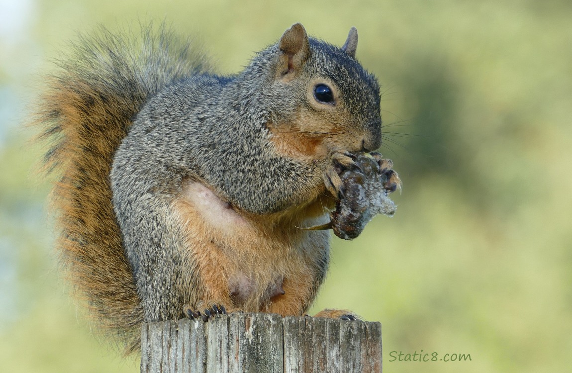 Squirrel on a wood post eating a small, frozen sunflower head