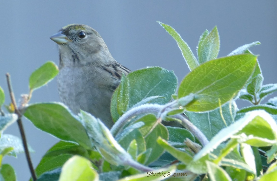 Golden Crown Sparrow standing behind frosty green leaves