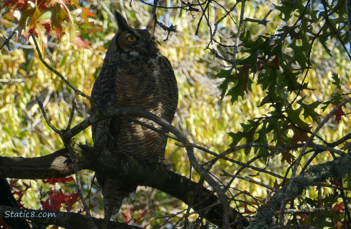 Great Horned Owl standing on a branch in a tree