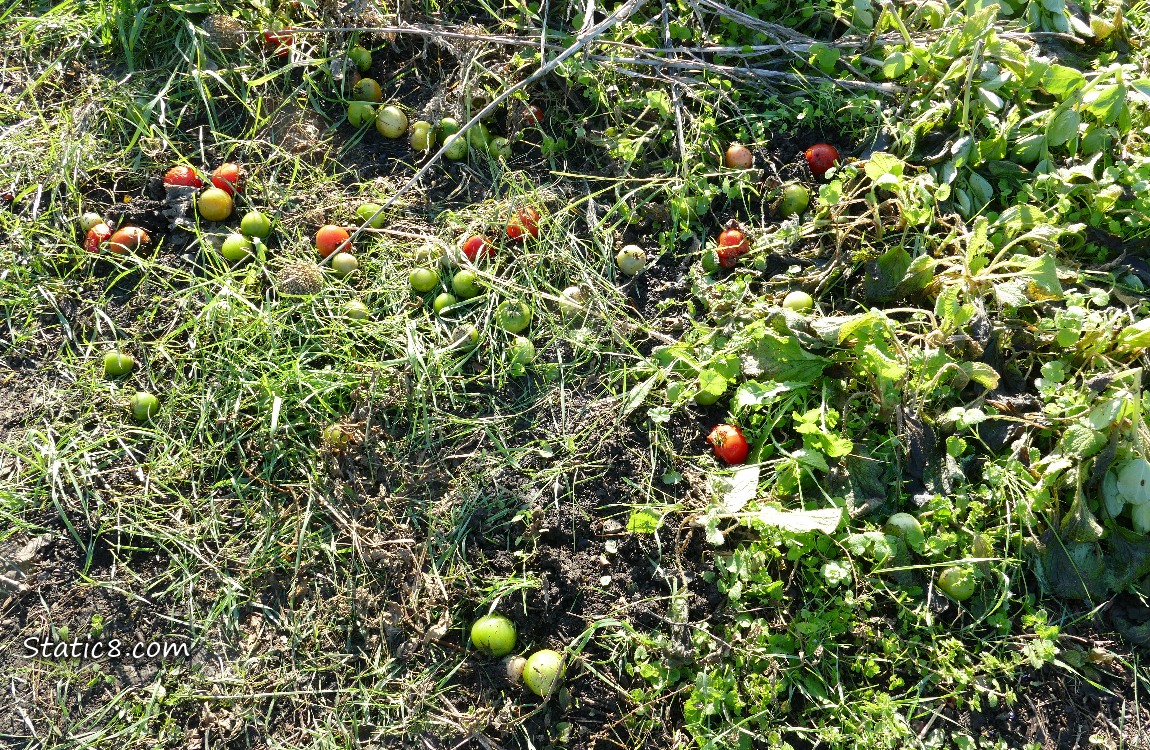 Green and red tomatoes, scattered on the ground