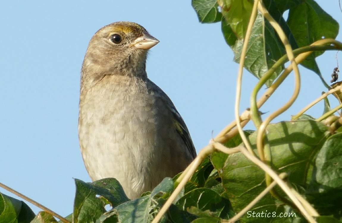 Juvenile Golden Crown Sparrow standing at the top of trellised beans