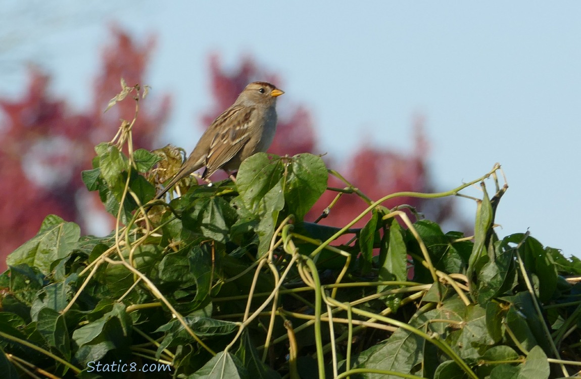Juvenile White Crown Sparrow standing at the top of trellised beans