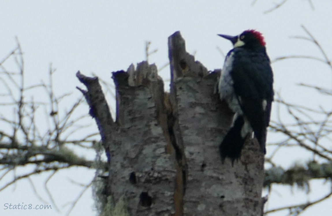 Acorn Woodpecker at the top of a broken snag