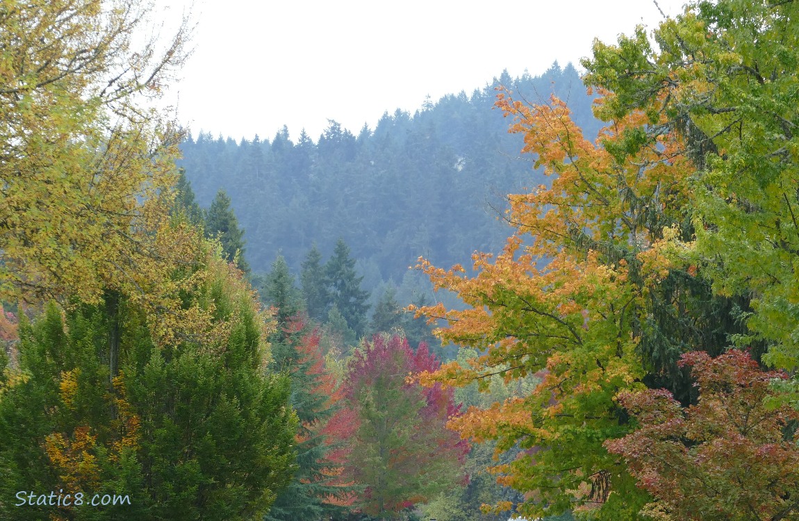Autumn trees with a tree covered hill in the background