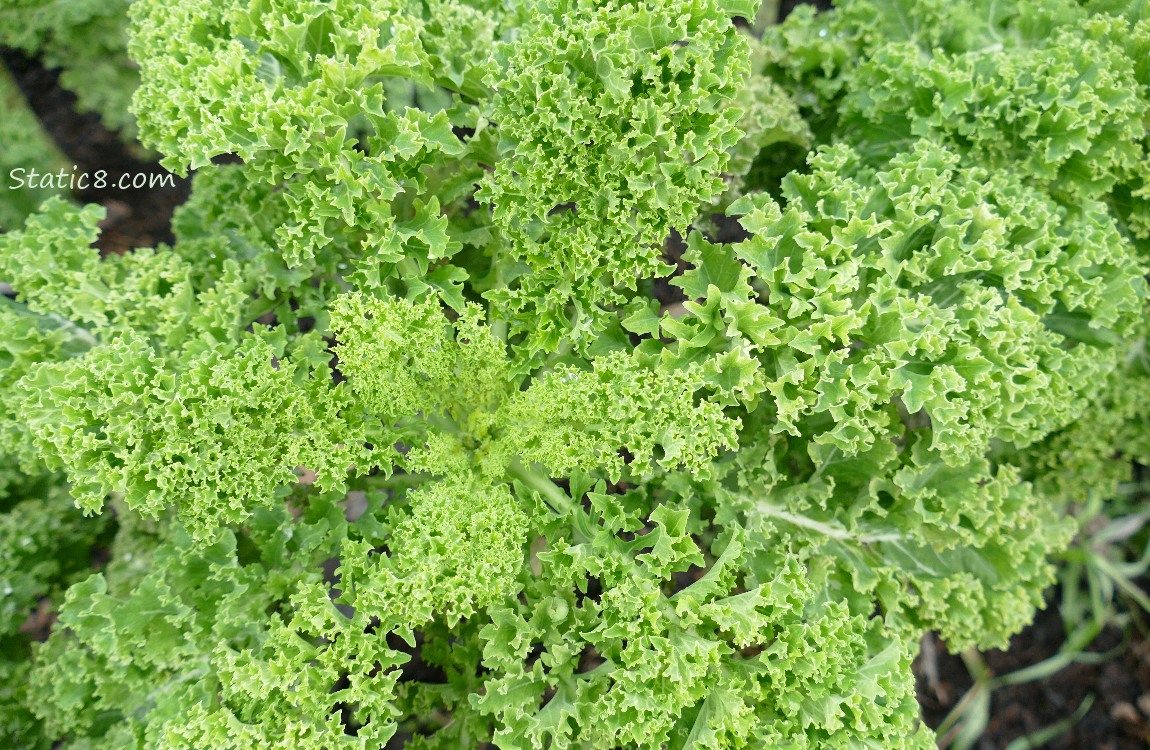 close up of kale