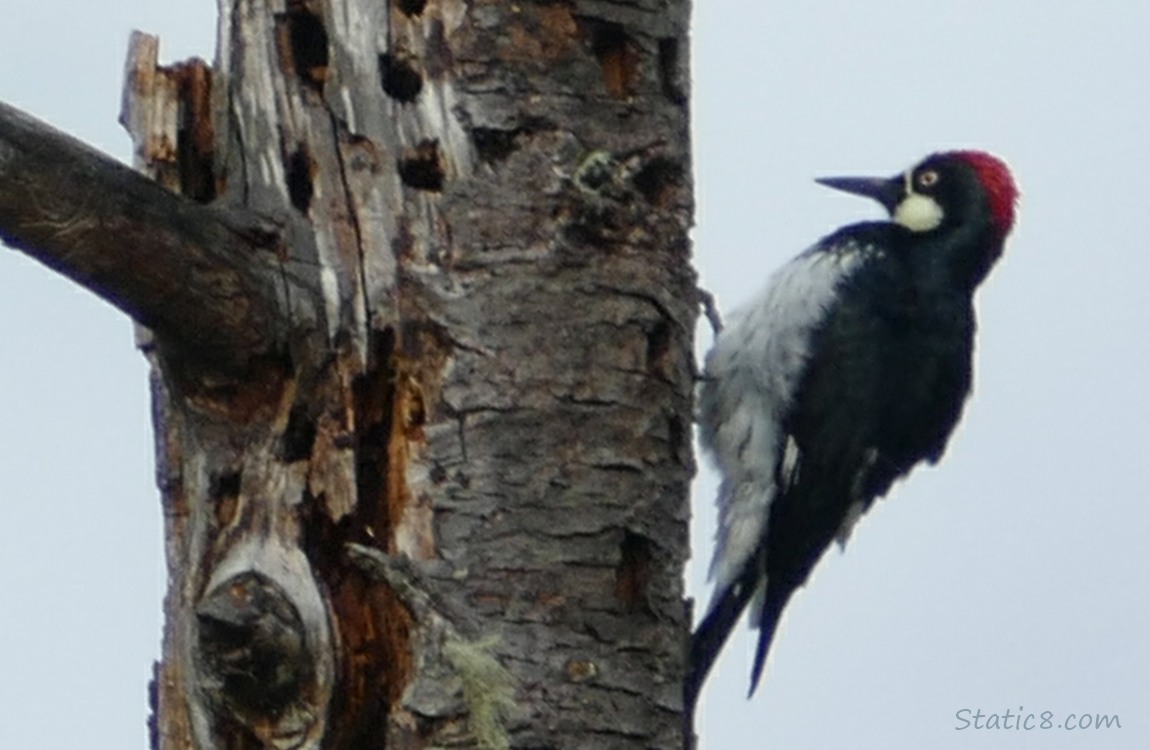 Acorn Woodpecker standing onthe side of the trunk of a snag