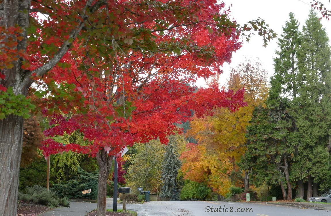 Autumn trees over a street