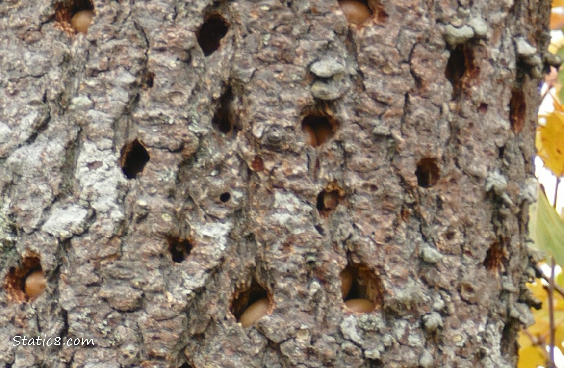 Acorns in granary tree holes