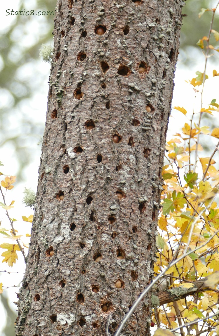 Granary tree with many holes filled with acorns