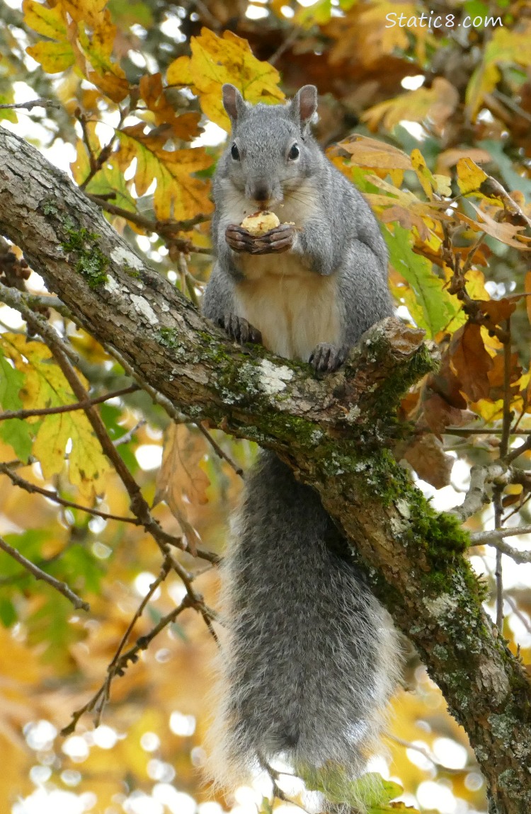 Western Grey Squirrel standing in a tree eating a peanut