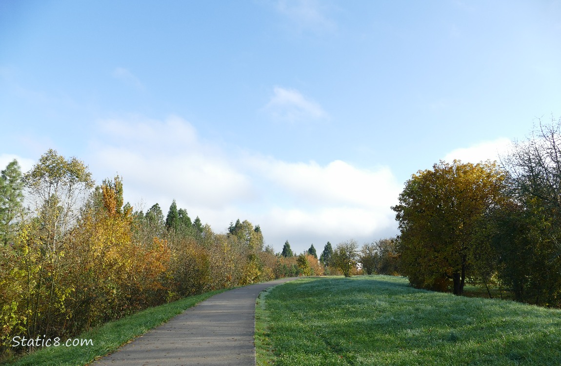 trees along the bike path under a blue sky