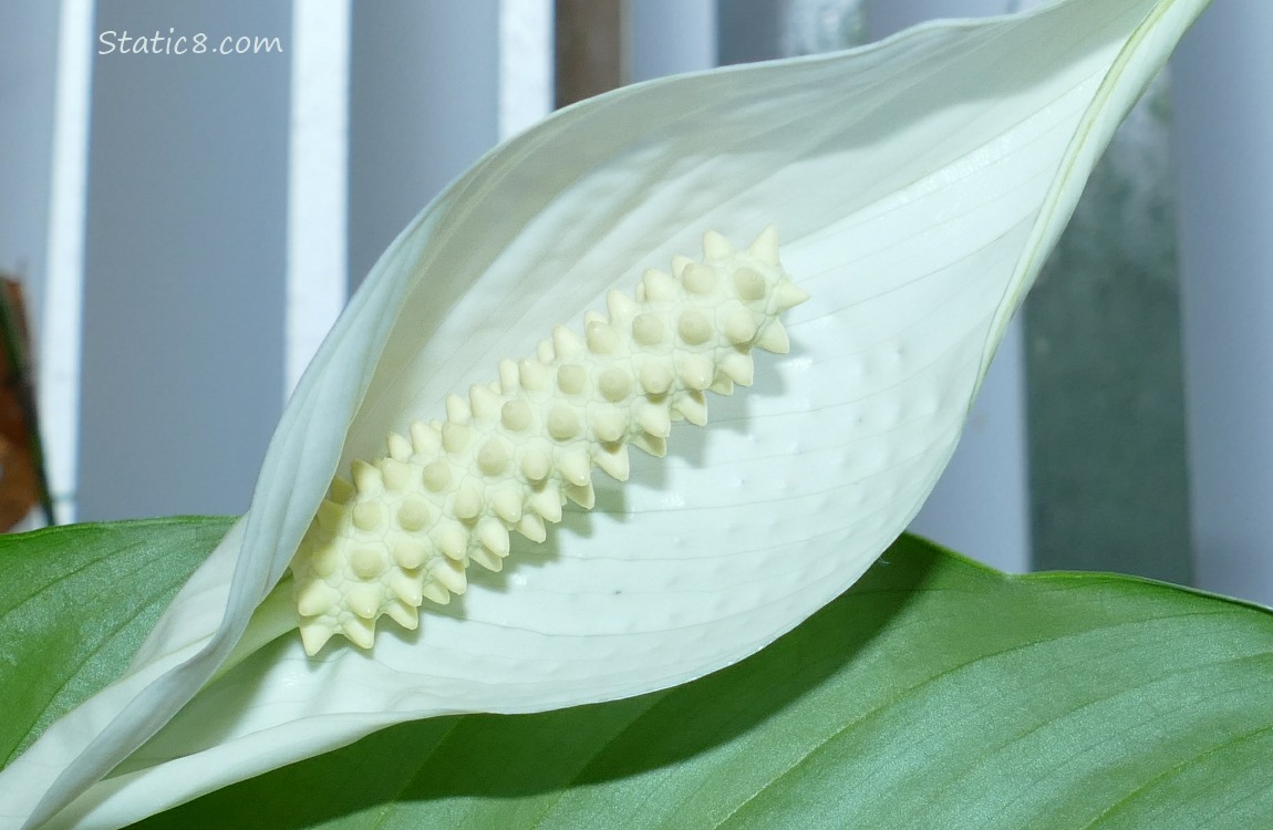 Close up of a Peace Lily bloom