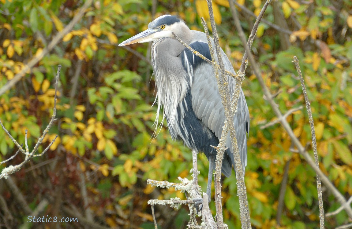 Great Blue Heron standing on a snag