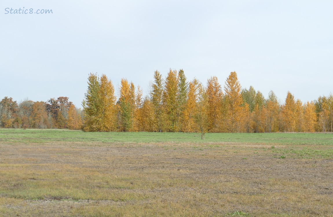 grassland with trees in the distance