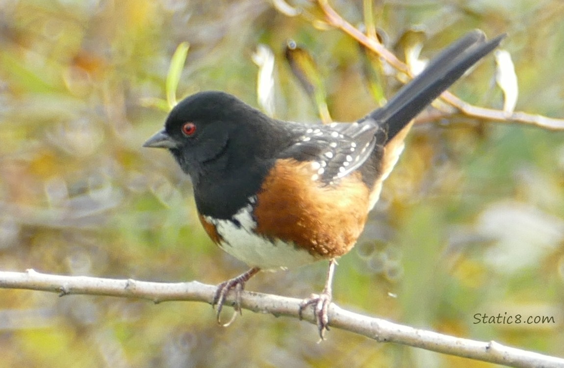 Spotted Towhee standing on a stick