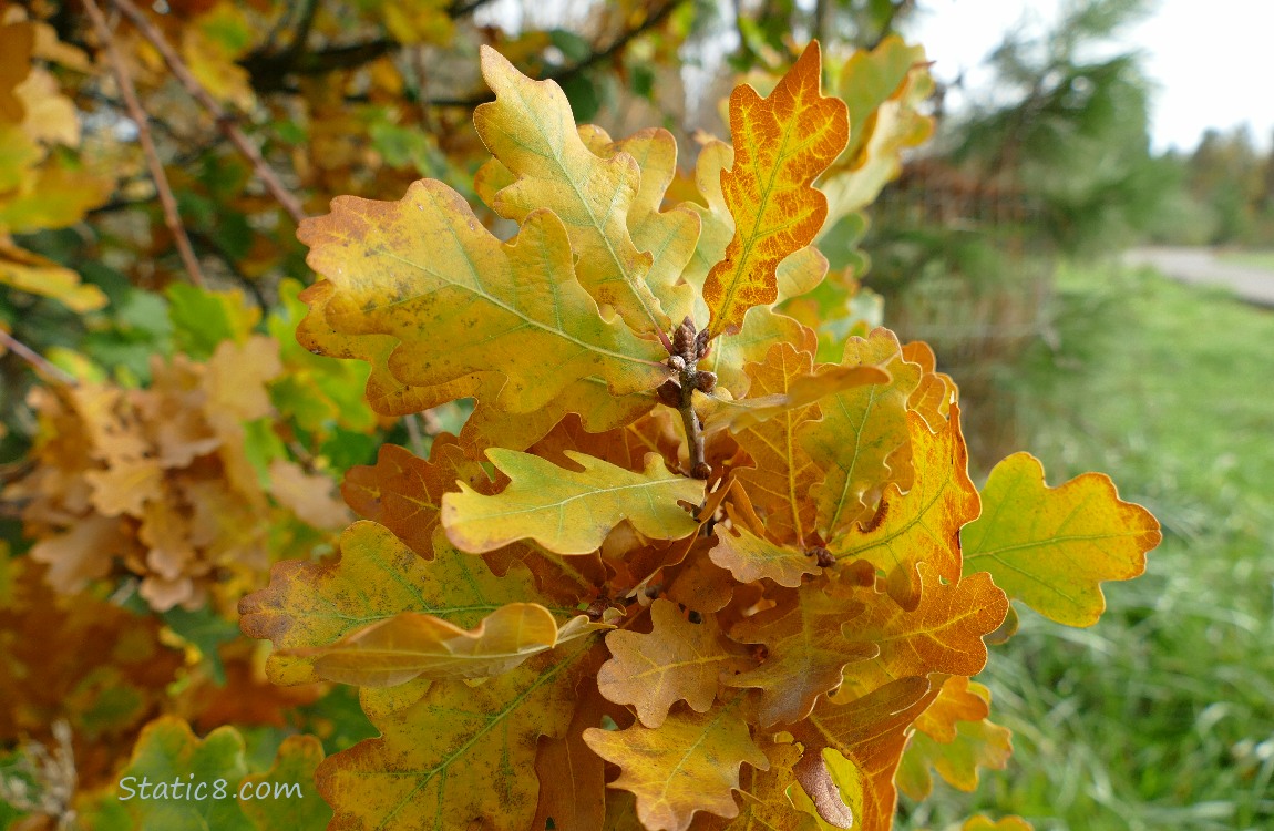 Oak leaves on the tree in autumn colours