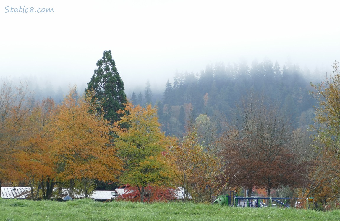 Autumn trees and a foggy hill in the distance