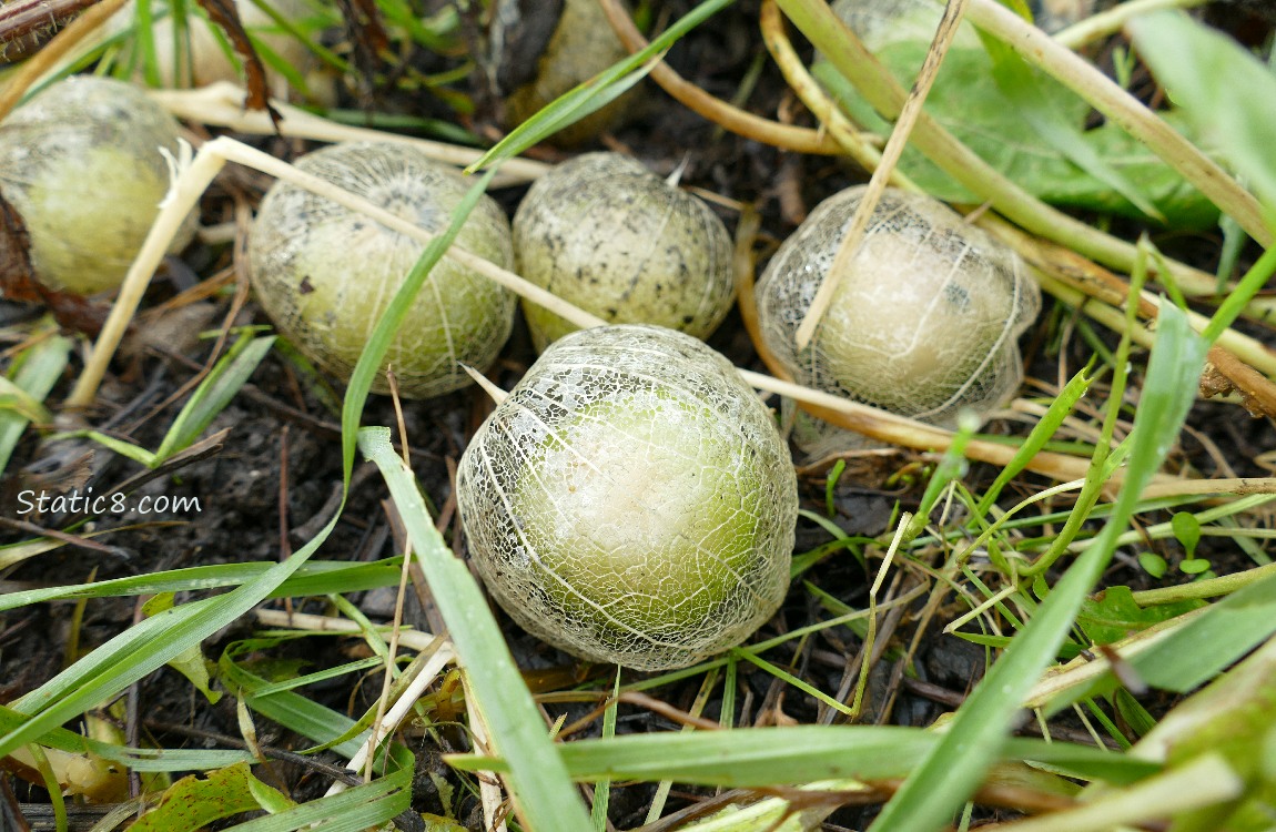 skeletonized tomatillos laying on the ground