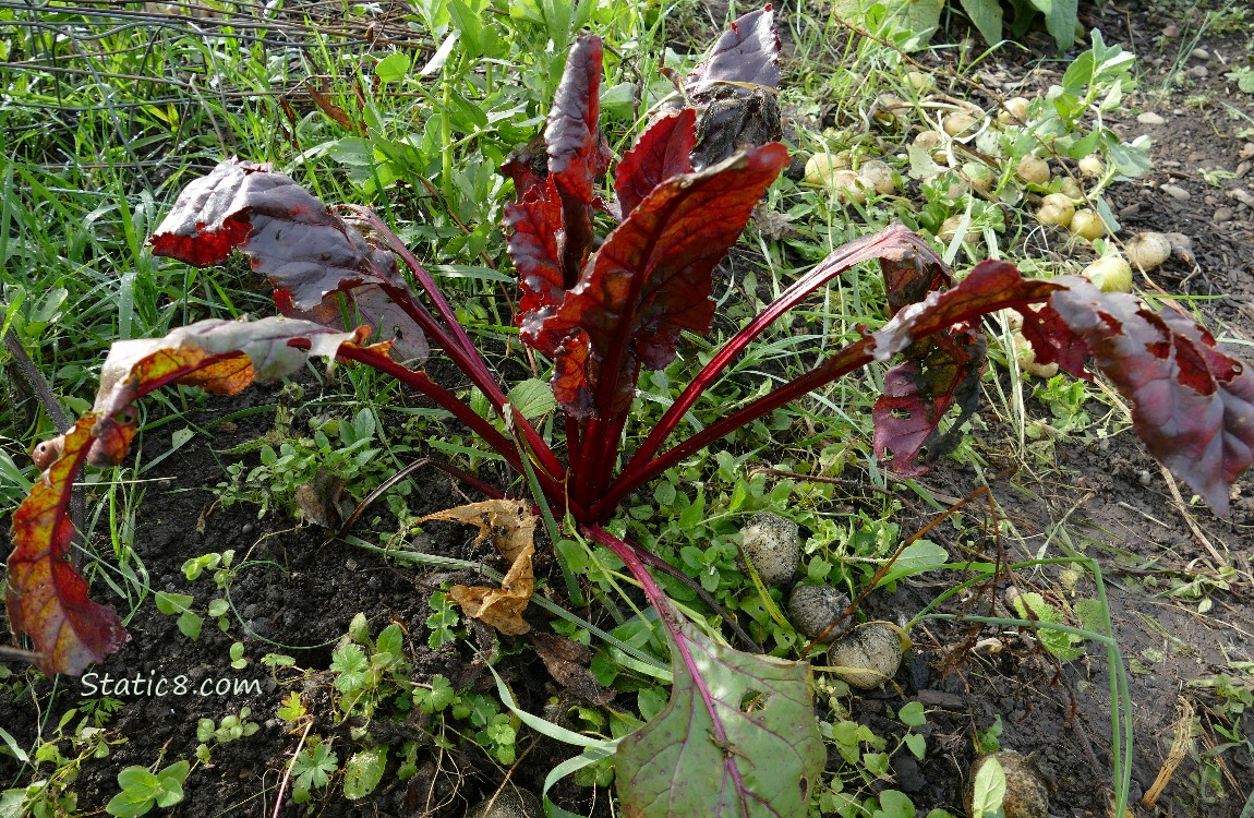 A beet with dark leaves growing in the garden