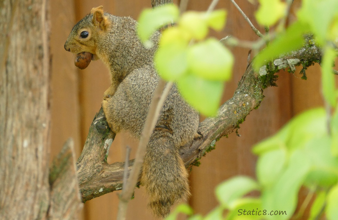 Squirrel stading on a branch, holding an acorn in his mouth, missing part of his tail