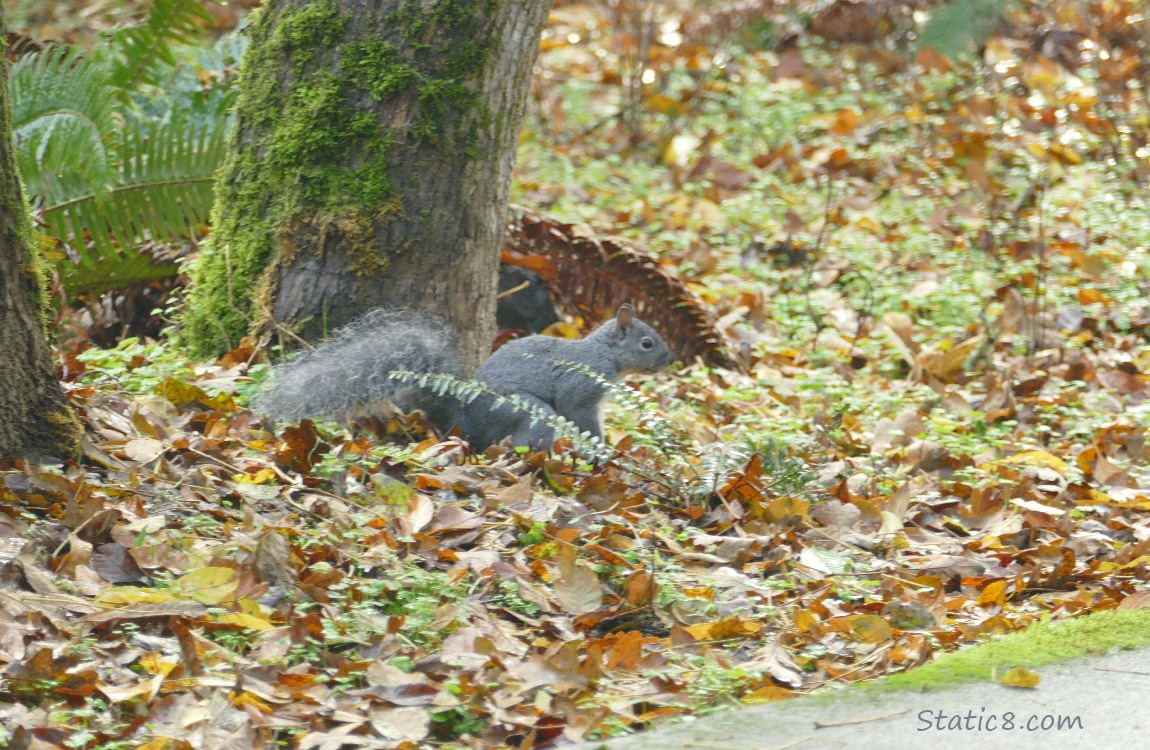 Squirrel standing on the ground at the base of a tree, surrounded by fallen autumn leaves