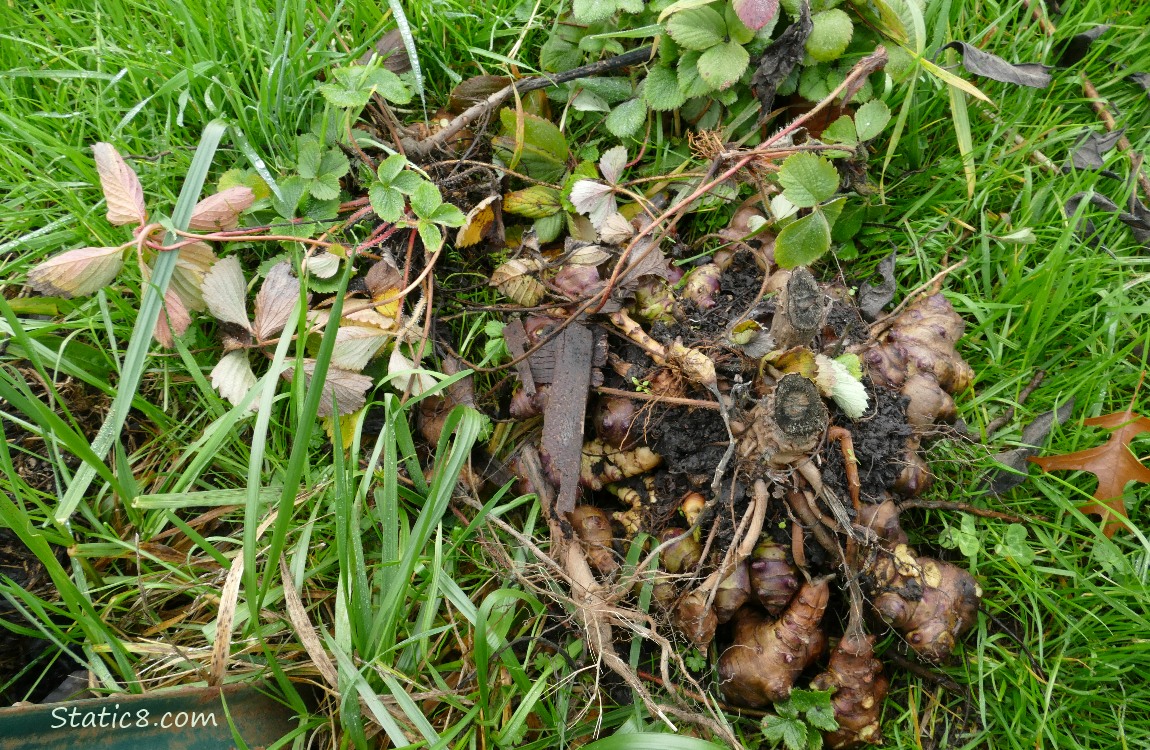 strawberry plants and sunchoke roots laying in the grass