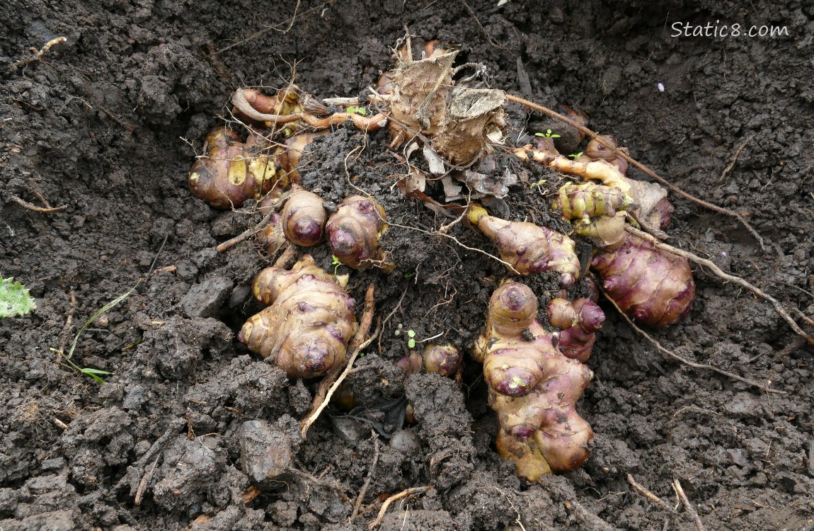 Sunchoke roots in the dirt