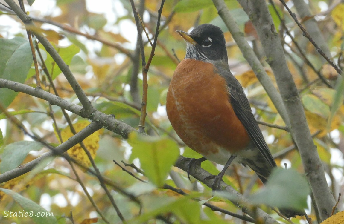 American Robin standing in a tree