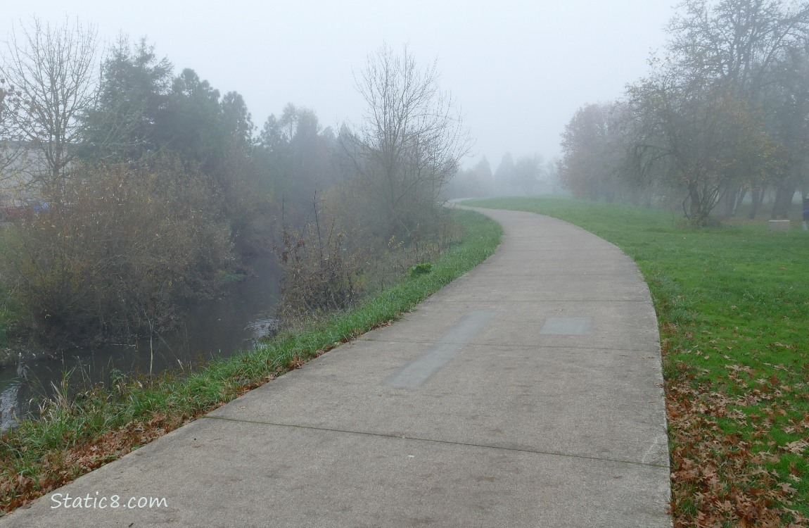 Foggy trees along the bike path