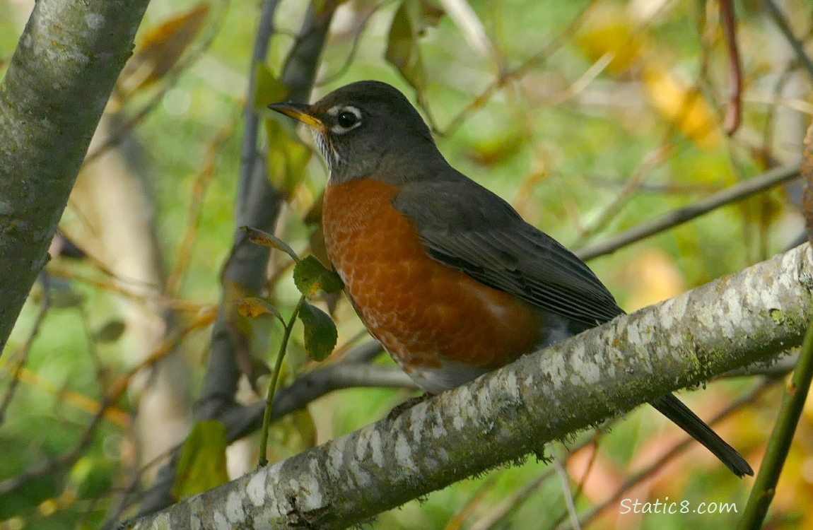 American Robin standing on a branch