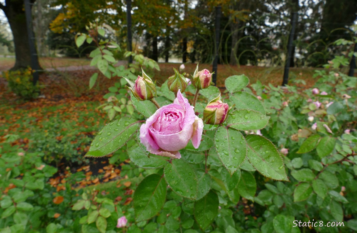 Pink rose bloom and fallen autumn leaves