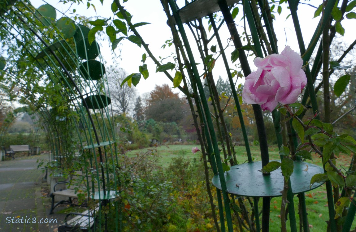 Pink rose bloom with trees and benches in the background