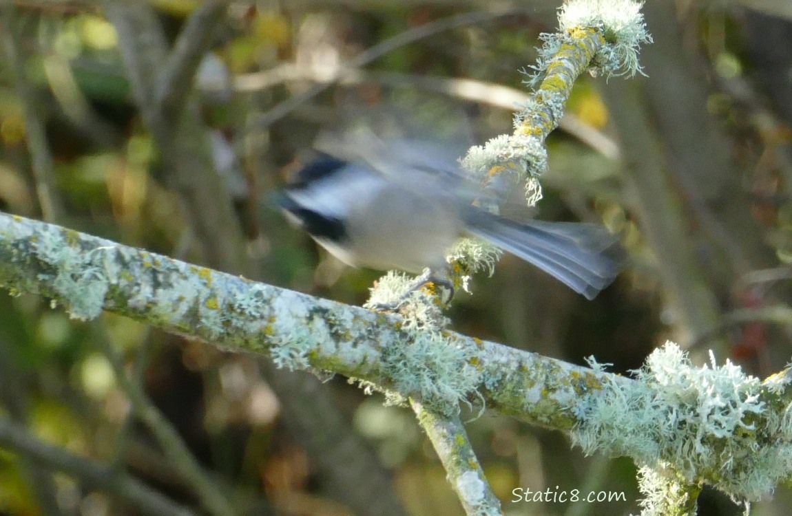 Blurry Chickadee, taking off from a mossy branch