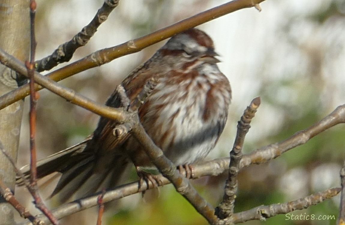 Song Sparrow standing on a twig, caught in a sneeze