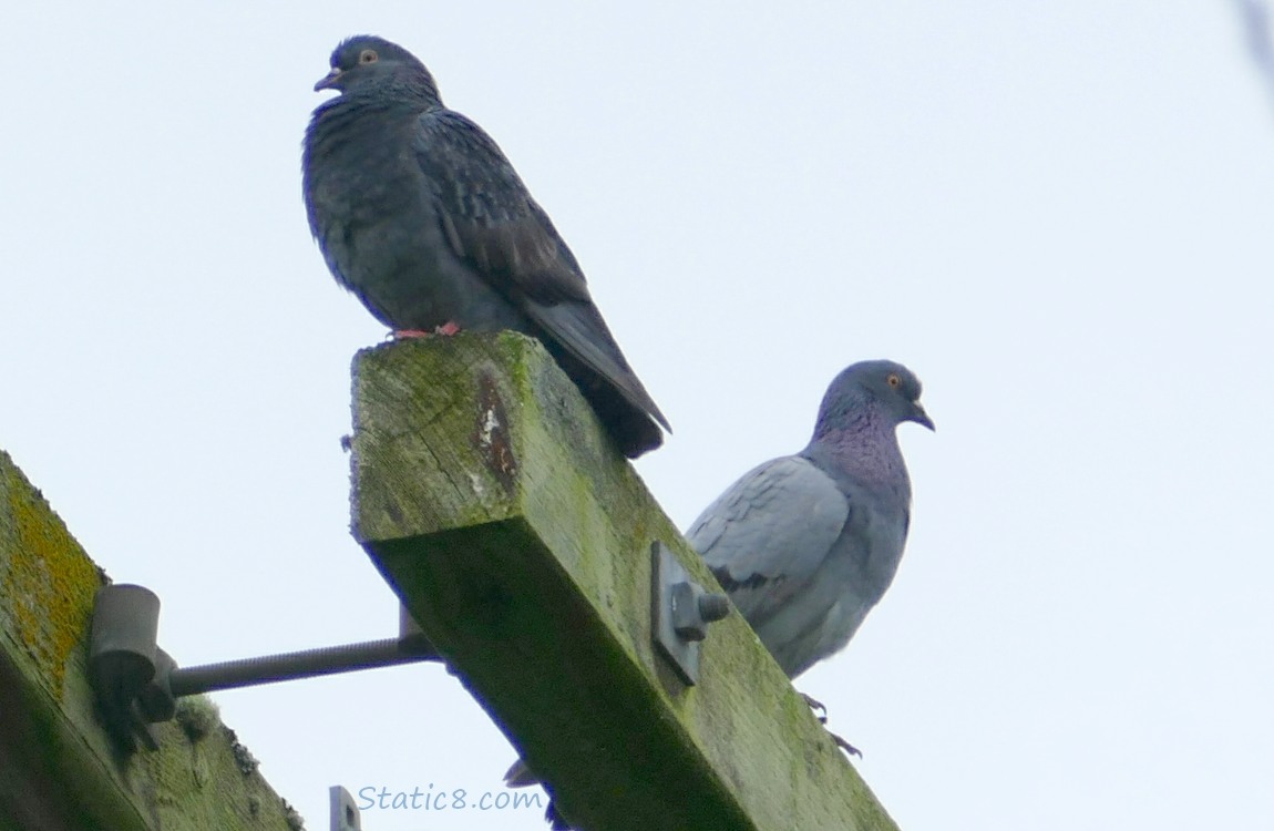 Two Rock Doves up on a wood beam