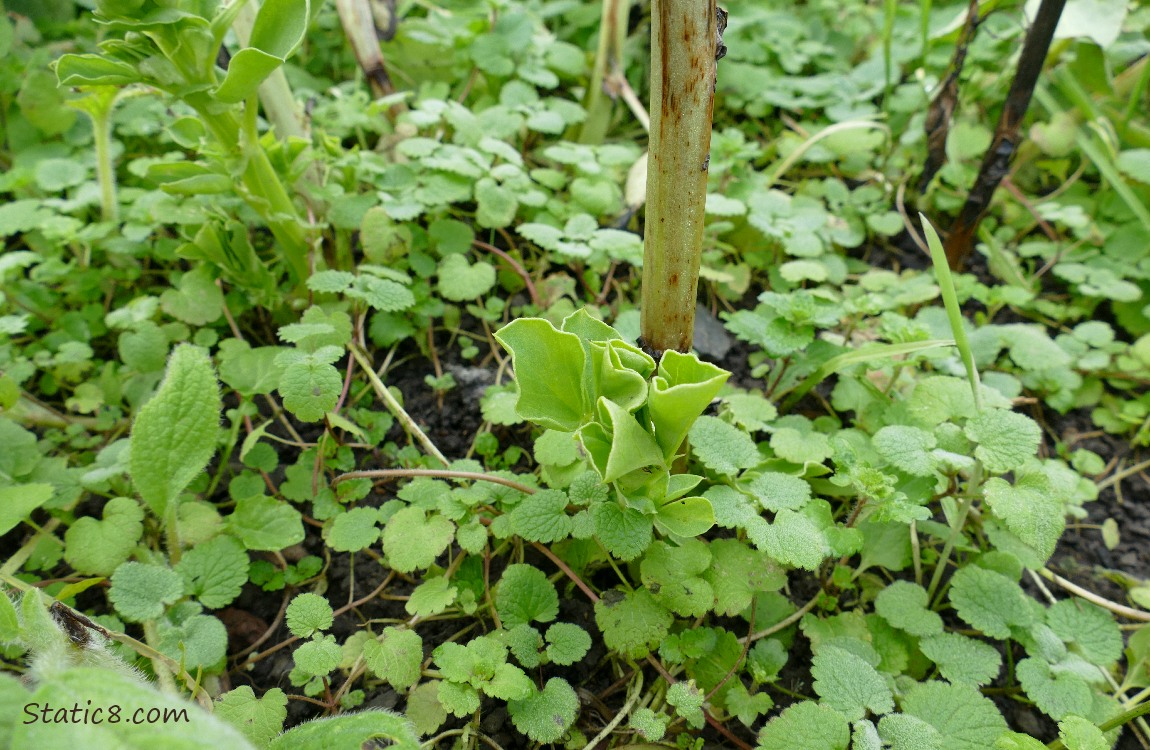 Fava sprouting from the base of a damaged stalk