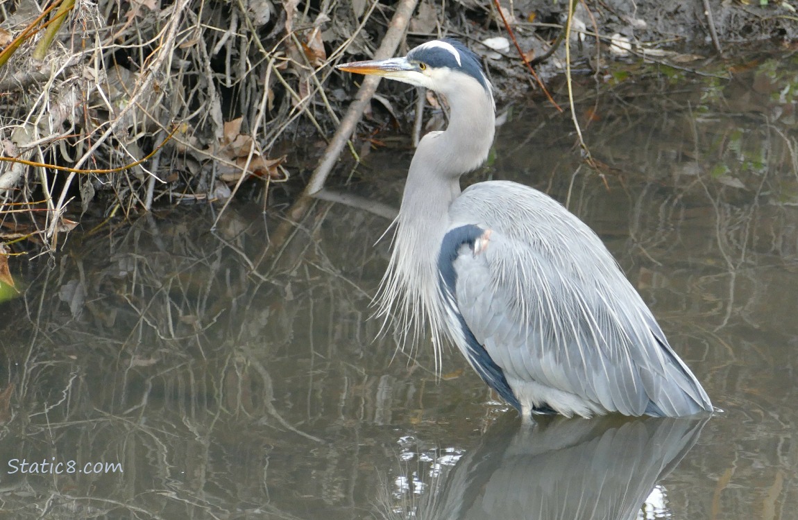 Great Blue Heron standing in water, looking at the bank