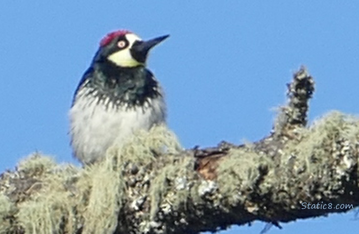 Acorn Woodpecker standing on a dead branch