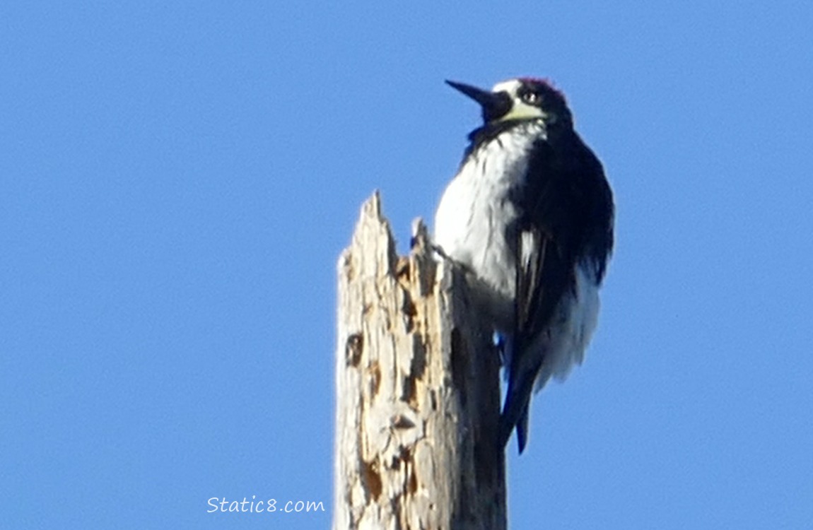 Acorn Woodpecker standing at the top of a snag