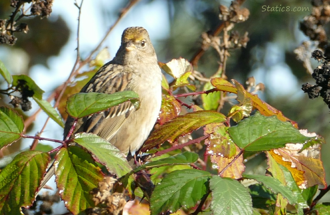 Golden Crown Sparrow