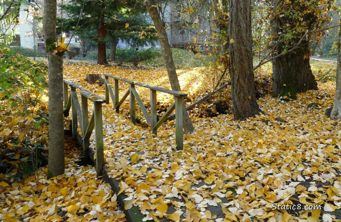 Small path bridge strewn with fallen yellow leaves